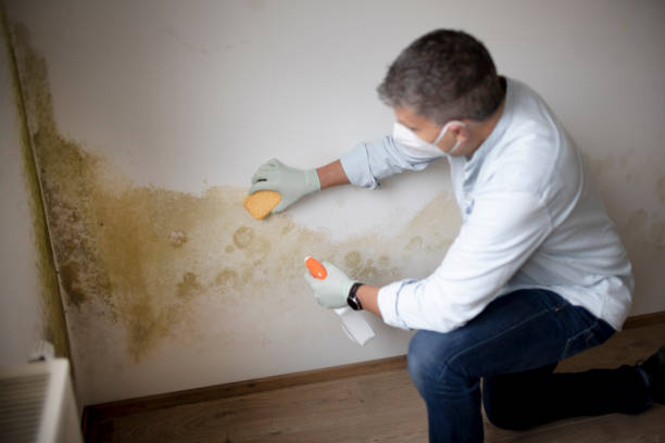 Best Mold Documentation for Insurance Claims  in Cumberland, IN