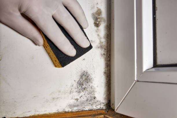 Best Commercial Mold Inspection  in Cumberland, IN